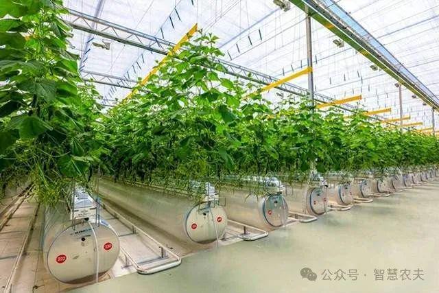 于农业现代化吗？对传统农业有没有影响？米乐m6登录入口智能温室和无土栽培属(图4)